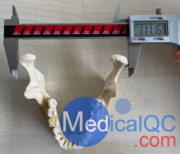 WEK-7300带颈椎头模,CBCT真人骨头模定制测量尺寸图
