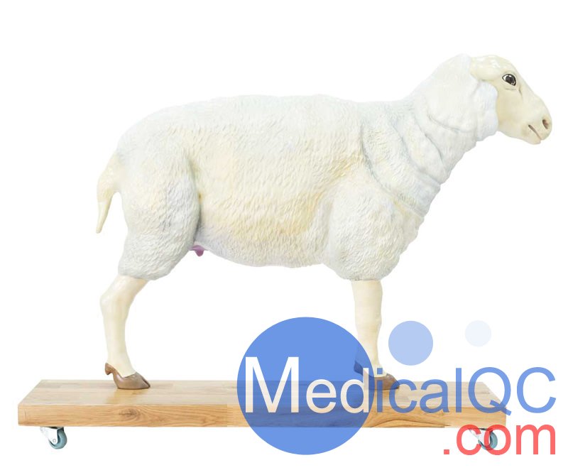 VET3310绵羊模型,VET3310绵羊模体，VET3310兽医用模体