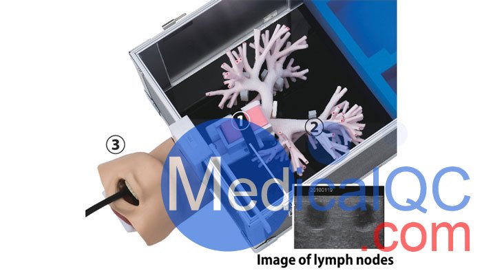 LM-099超声支气管镜模拟器,LM-099支气管穿刺训练模型